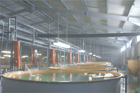 Automation & Smart Monitoring in Aquaculture Hatcheries